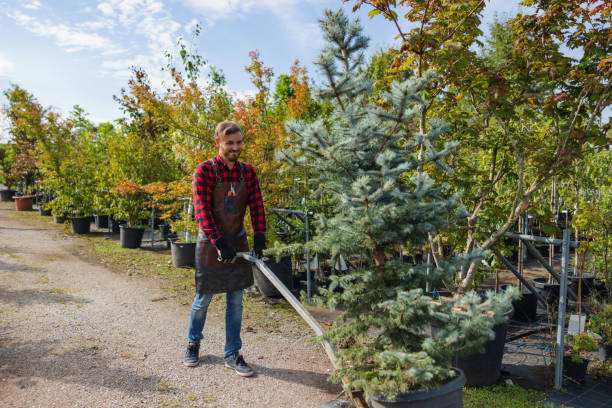 How Our Tree Care Process Works  in South Houston, TX